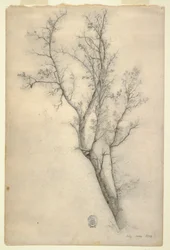 Baum mit vielen Ästen