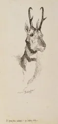 Ein Gabelbock