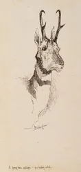 Ein Gabelbock