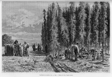 Hopfenernte. Gravur von Lix, zur Illustration der Geschichte „Durch Elsass und Lothringen“, 1887, von Charles Grad, deutscher Abgeordneter, im Tour du monde 1888, unter der Leitung von Edouard Charton (1807-1890).