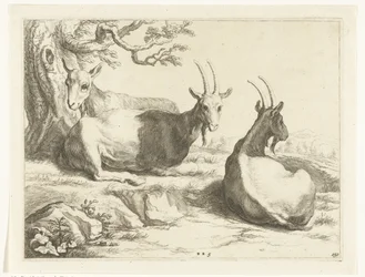 Ziegen (Serie: Das Zeichenbuch von Abraham Bloemaert)
