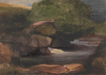 Bäume und ein felsiger Bach