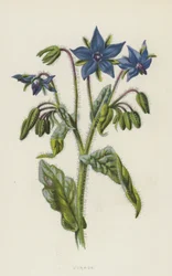 Borretsch