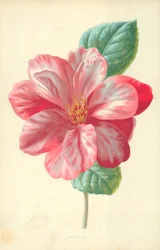 Kamelie