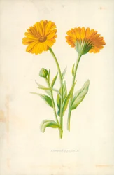 Ringelblume