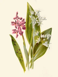 Gemeine Orchis und Breitblättriger Knoblauch, 1877