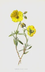 Gewöhnliches Sonnenröschen