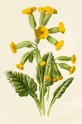 Schlüsselblume, 1877