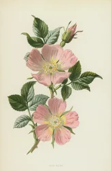 Hundsrose