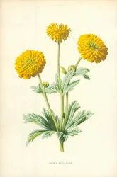 Doppelte Butterblume