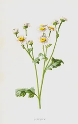 Mutterkraut
