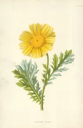 Girlanden-Gänseblümchen