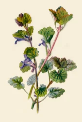 Gundermann, 1877