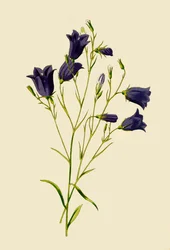 Glockenblume