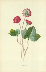 Leberblümchen