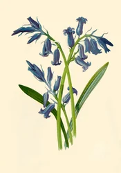 Hyazinthe, 1877