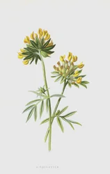 Wundklee