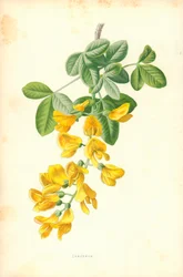 Goldregen