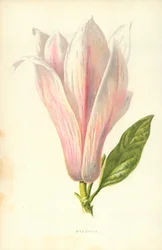 Magnolie