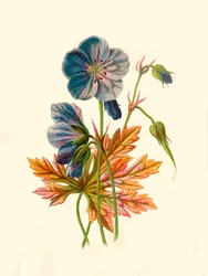 Storchschnabel, 1877