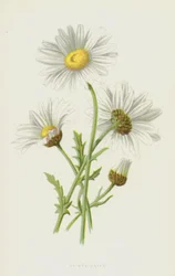 Margerite