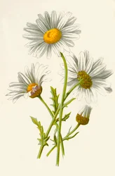 Margerite