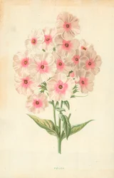 Phlox