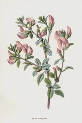 Bibernelle