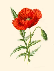 Scharlachrote Mohnblume, 1877