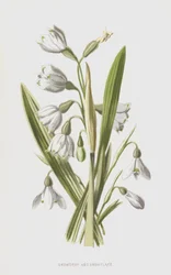 Schneeglöckchen und Schneeflocke