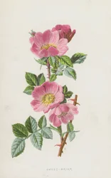 Hundsrose