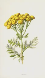 Rainfarn