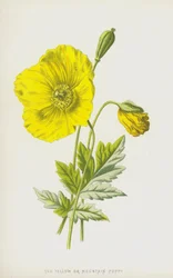 Gelber oder Bergmohn