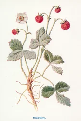 Wilde Früchte der Landschaft: Erdbeere