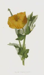 Gelber Hornmohn