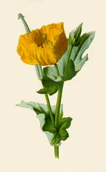 Gelbes Hornmohn, 1877