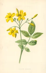 Gelber Jasmin