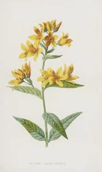 Gelber Gilbweiderich