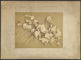 Apfelblüte