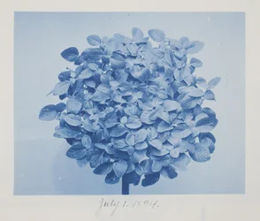 Ohne Titel, 1. Juli