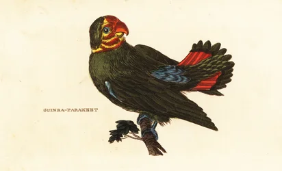 Rotschopf-Liebesvogel, Agapornis pullarius