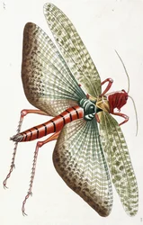 Ägyptische Heuschrecke, 1790