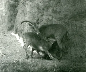 Ein Berberschaf, das ihr Lamm auf den Mappin-Terrassen füttert, Londoner Zoo, August 1927
