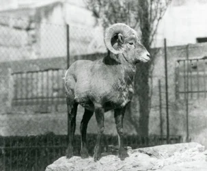 Ein Dickhornschaf-Widder steht auf einem Felsen und blickt über sein Gehege am Fuß der Mappin-Terrassen, London Zoo. 1931 (s/w Foto)