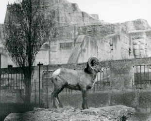 Ein Dickhornschaf-Widder steht auf einem Felsen und blickt über sein Gehege am Fuß der Mappin-Terrassen, London Zoo, 1931