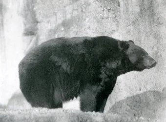 Ein Schwarzbär steht in seinem Gehege, auf den Mappin Terrassen, im Londoner Zoo im Jahr 1924