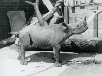Ein Schwarzes Nashornkalb wird von seinem Pfleger mit der Flasche gefüttert, London Zoo, September 1928