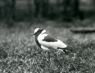 Ein Kiebitzschmied auf dem Gras im Londoner Zoo, August 1927