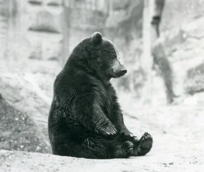 Ein Braunbär sitzt auf den Felsen der Mappin Terrassen, Londoner Zoo, Juni 1928
