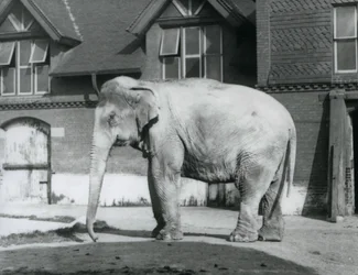 Ein burmesischer Elefant steht vor dem Elefantenhaus, London Zoo